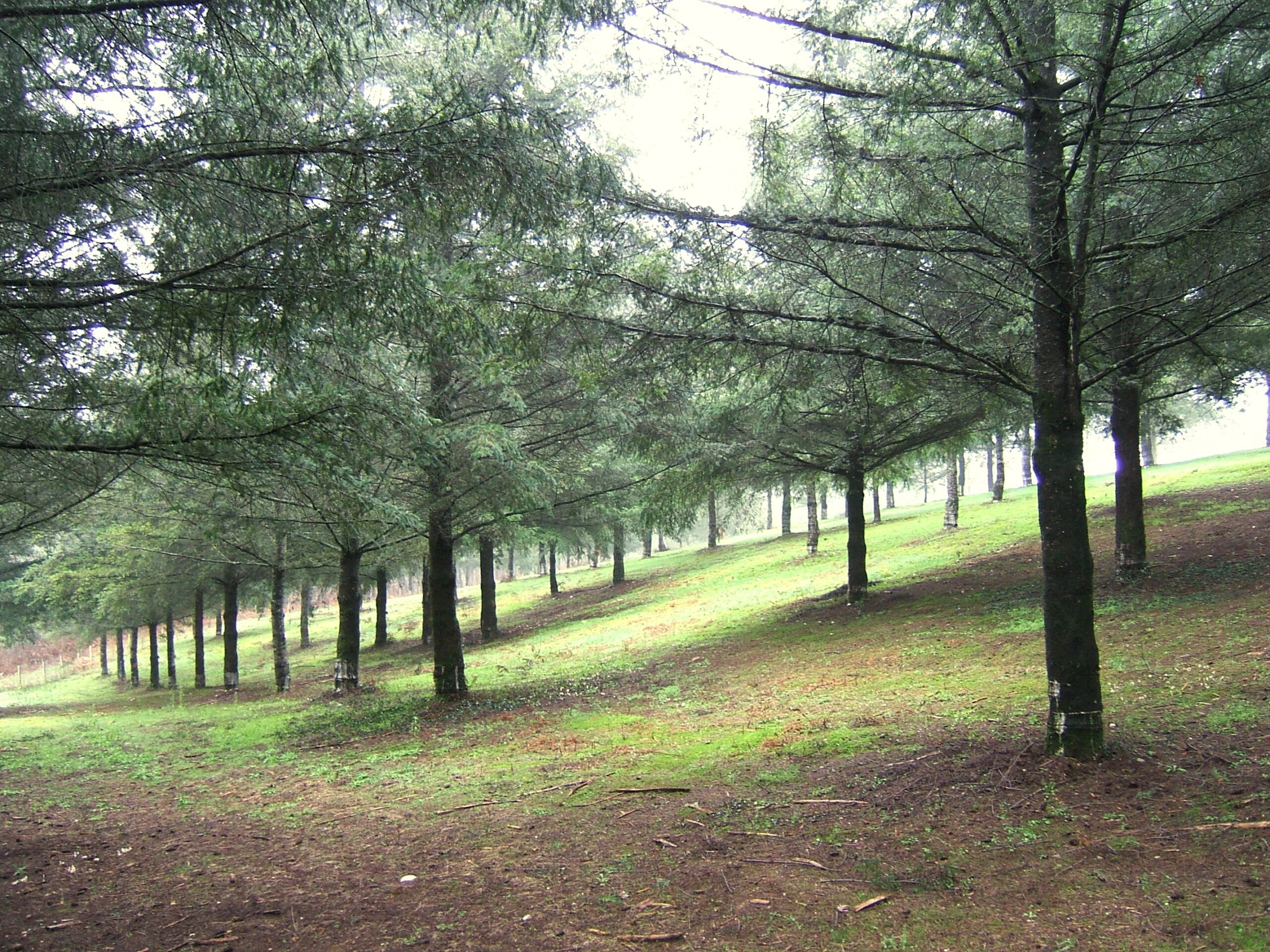 Sélection des graines et plants forestiers