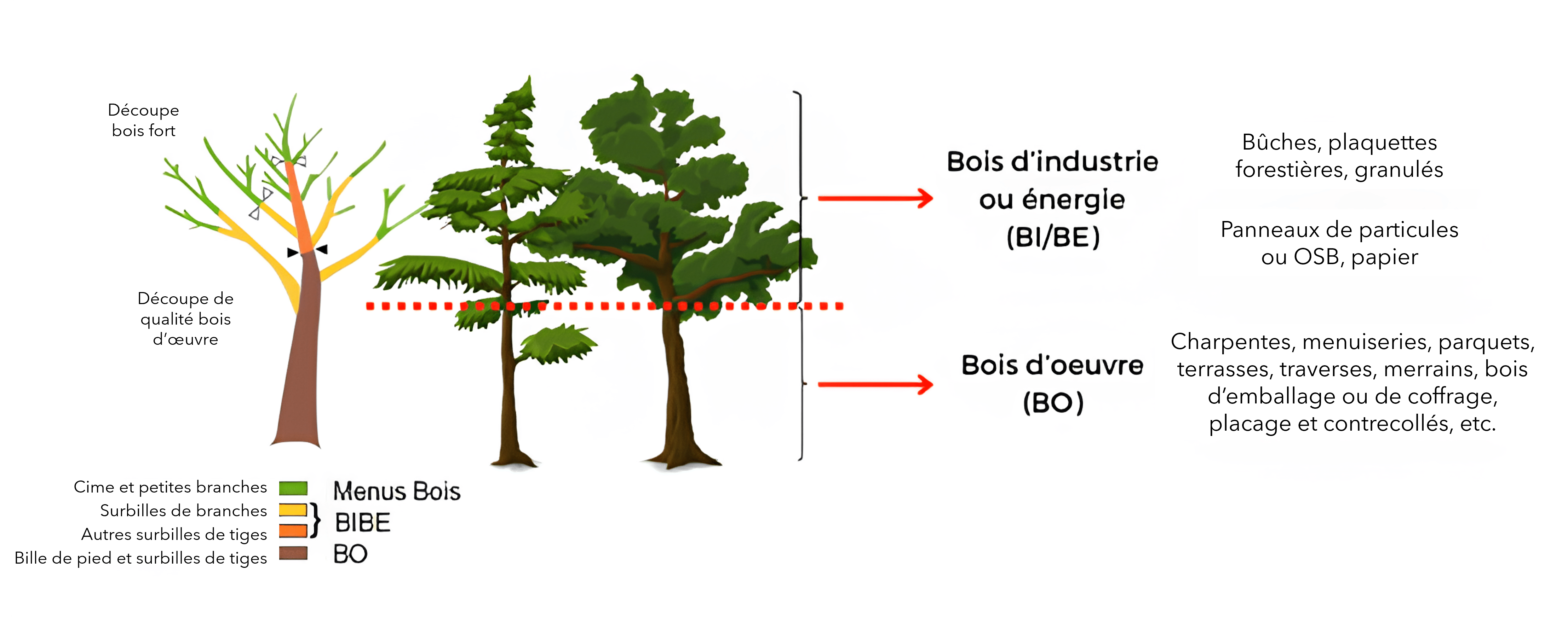 Schéma indiquant l'utilisation faite du bois en fonction de ses dimensions et sa position dans l'arbre.