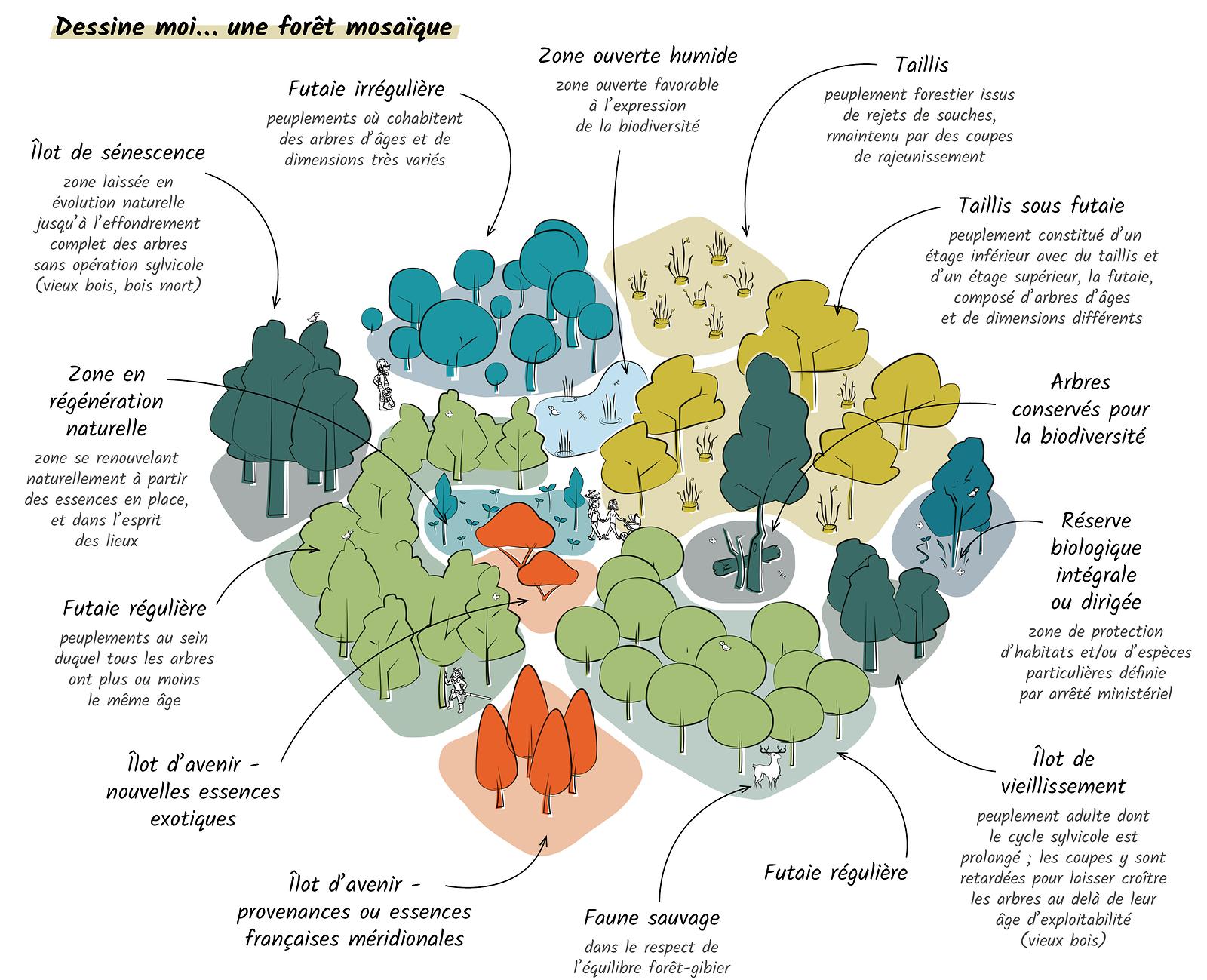 Illustration de la forêt mosaïque