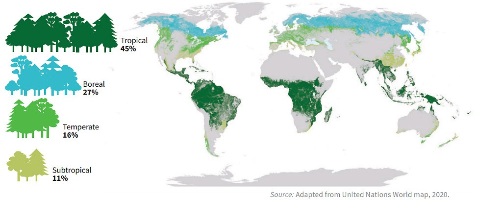 Figure représentant la répartition des des forêts par type dans le monde.