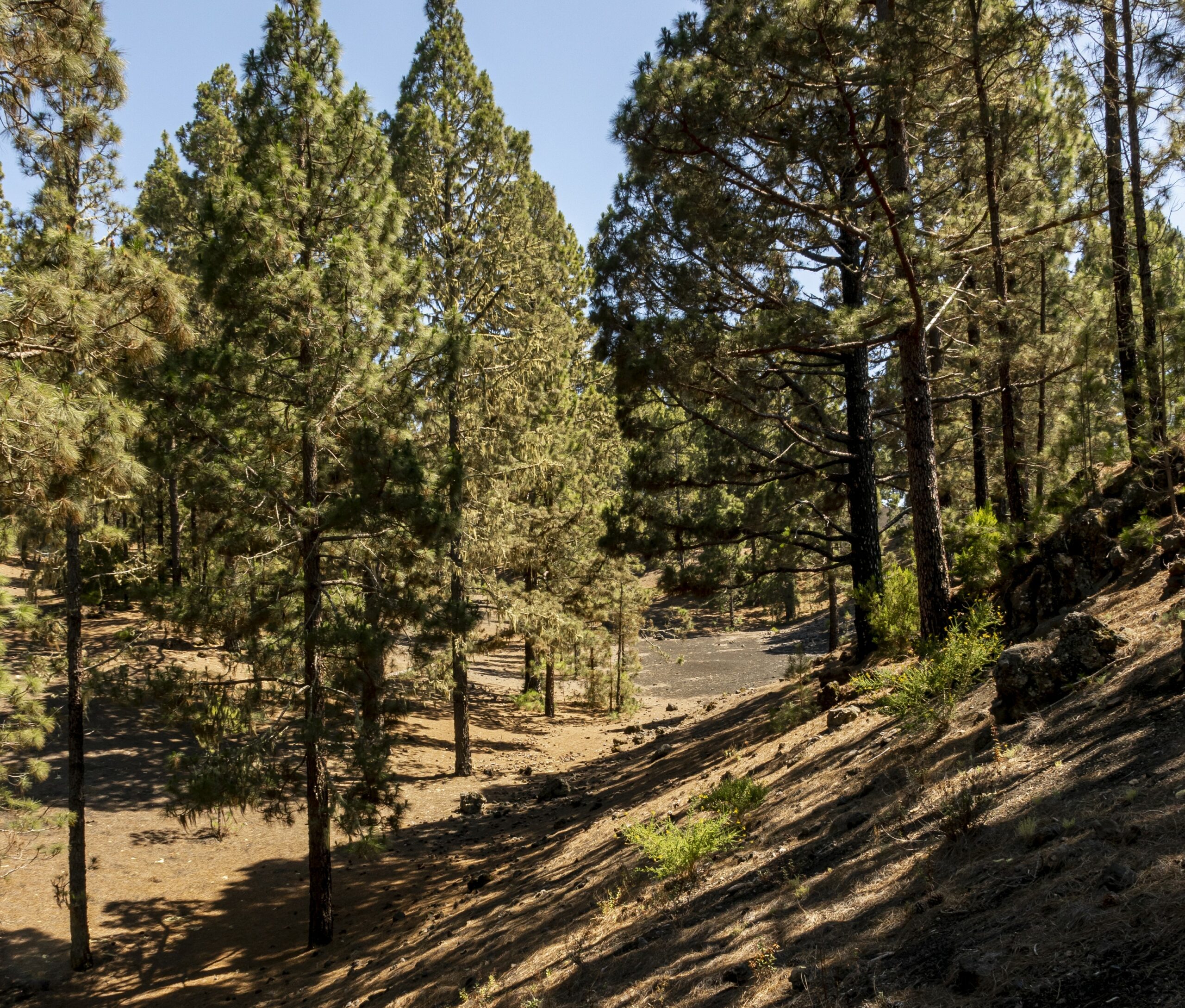 forêt