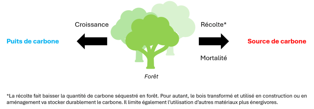 Figure 1 Schéma des flux de carbone en forêt